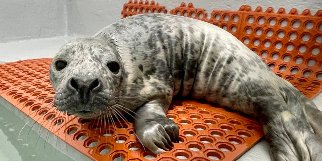 Sleepy grey seal shuts down busy street while taking a nap in New Jersey