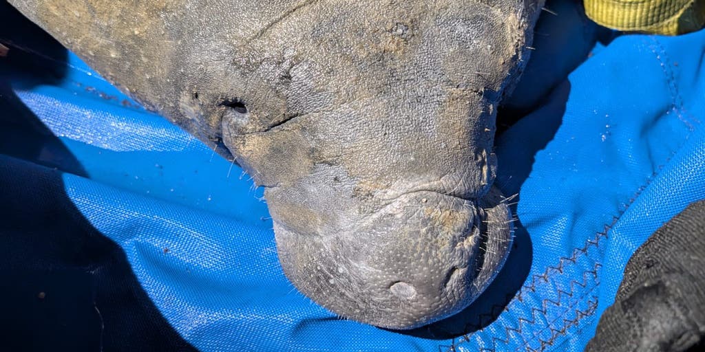 Young manatee trapped in storm drain after seeking warmth from the cold