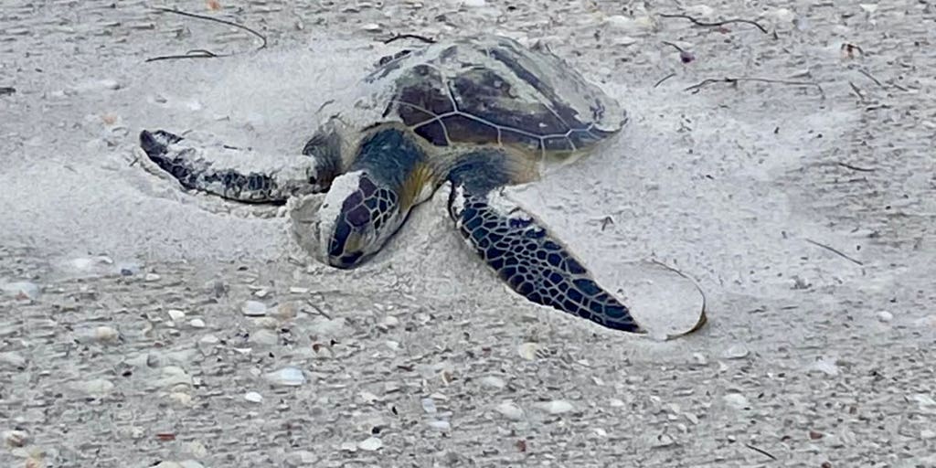 Photos: Police on routine beach patrol rescue unusually cold-stunned animal