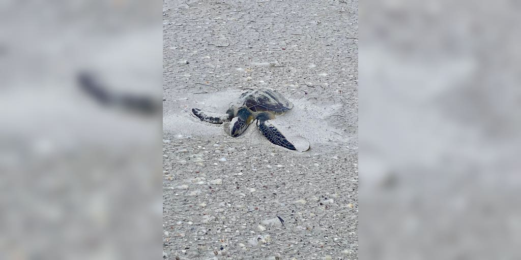 Photos: Police on routine beach patrol rescue unusually cold-stunned animal