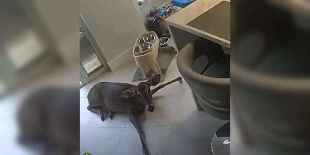 Video: Officers rescue deer gone rogue after jumping through living room window in Florida