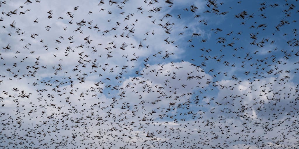 See it: Sahara drivers ambushed by massive locust swarm as FAO warns of growing regional threat