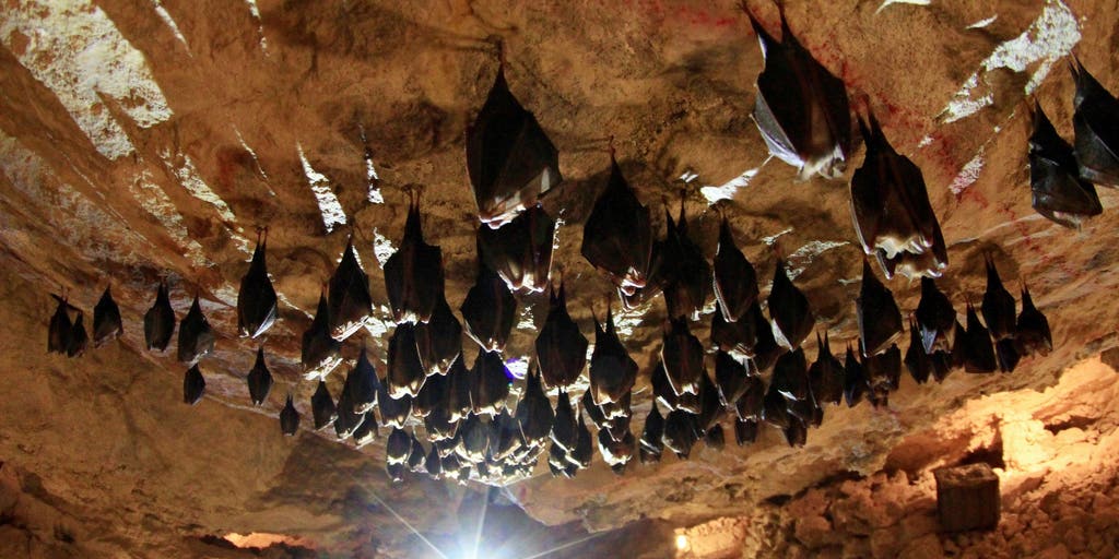 See it: First-of-its-kind bat bridge constructed to safely house plethora of species