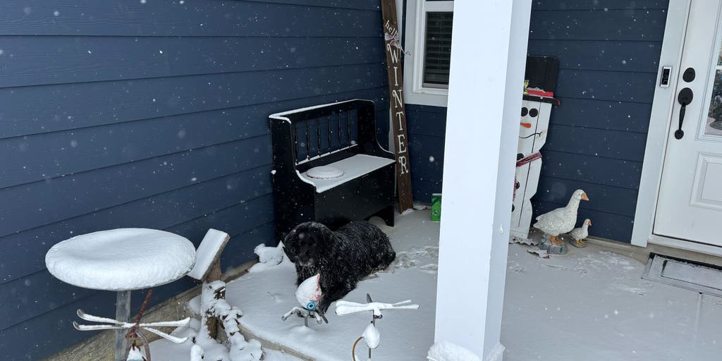 Car crash survivor's dog rescued by Department of Transportation supervisor during winter storm