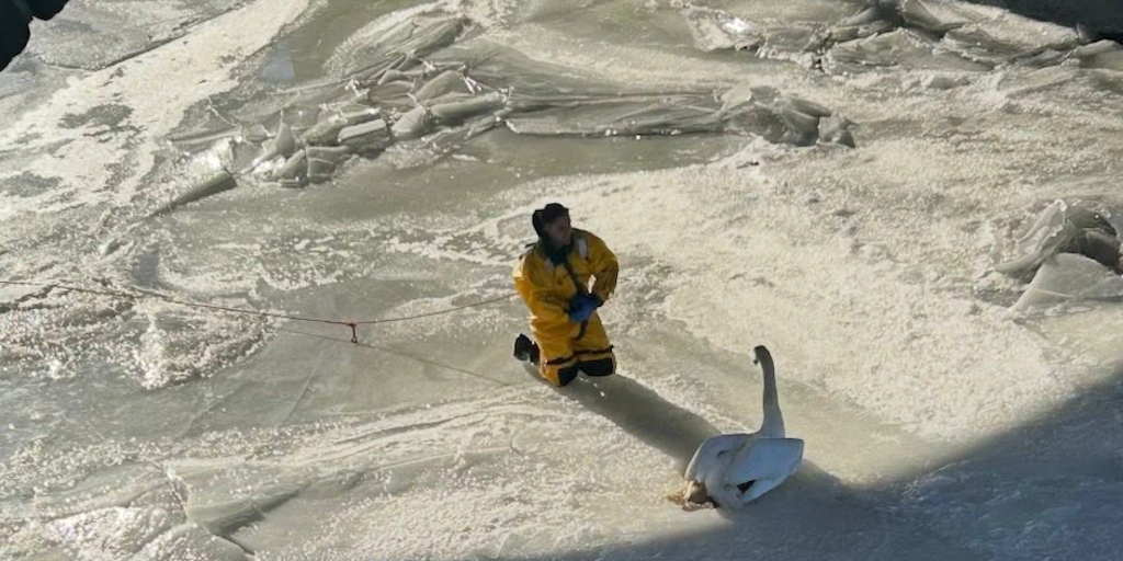 PHOTOS: First responders rescue swan from frozen Connecticut river ...