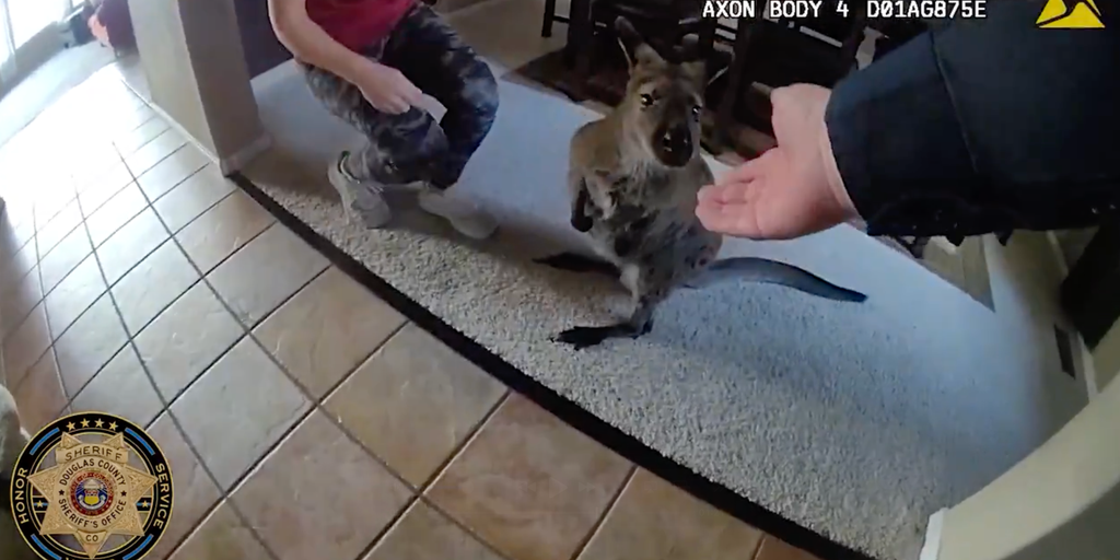Video: Wallaby on the run makes for interesting call for Colorado sheriff's deputies