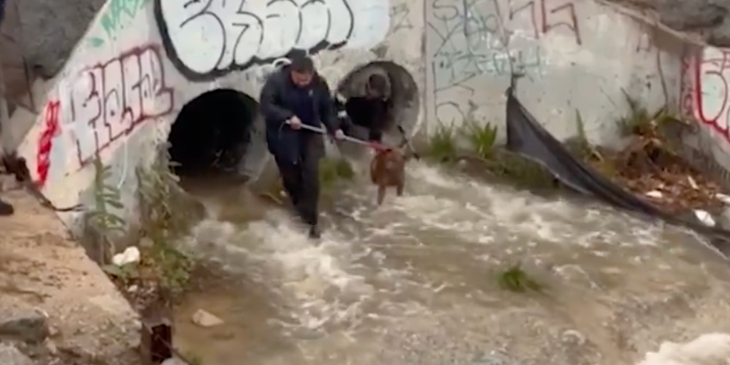 Watch: Firefighters rescue stranded dog from drainage grate as heavy rain elevates California water levels