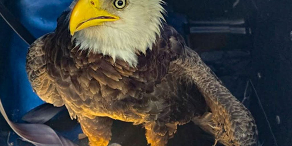 Video: Florida police rescue injured bald eagle on Presidents' Day