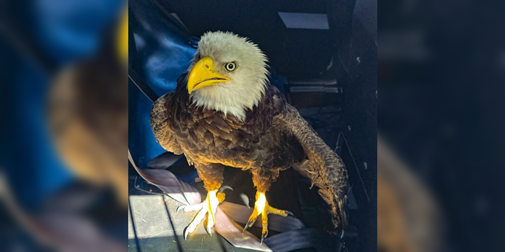 Video: Florida police rescue injured bald eagle on Presidents' Day
