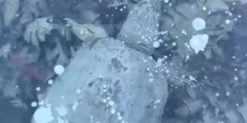 See it: Snapping turtles hibernate in frozen water as they endure 'brumation'