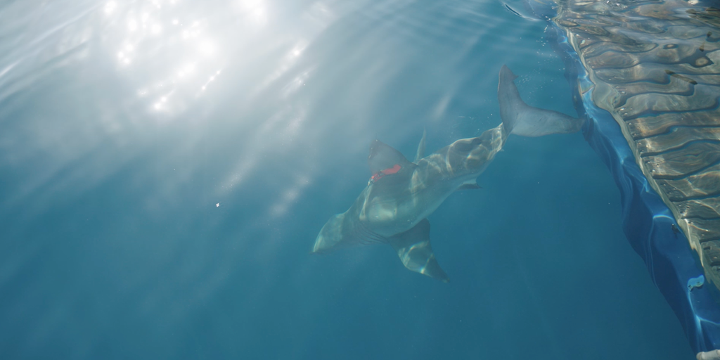 'Penny' the young white shark pings in Gulf for first time in 2026