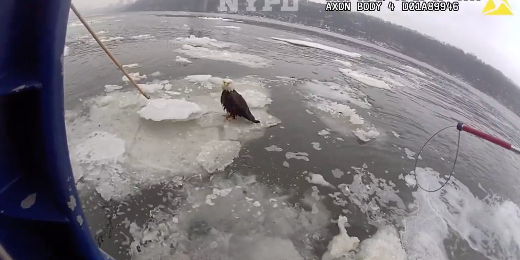See it: Injured bald eagle floating on ice in Hudson River rescued by NYPD