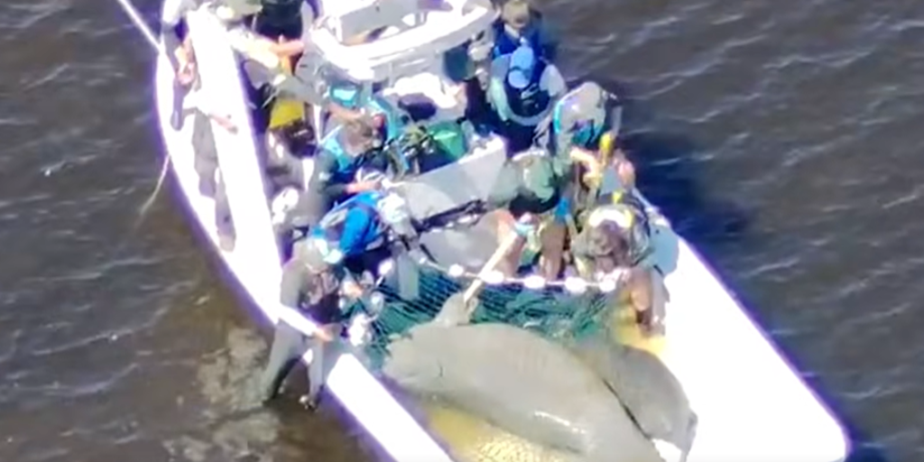 Video: First responders rescue injured manatee mother and calf in South Florida