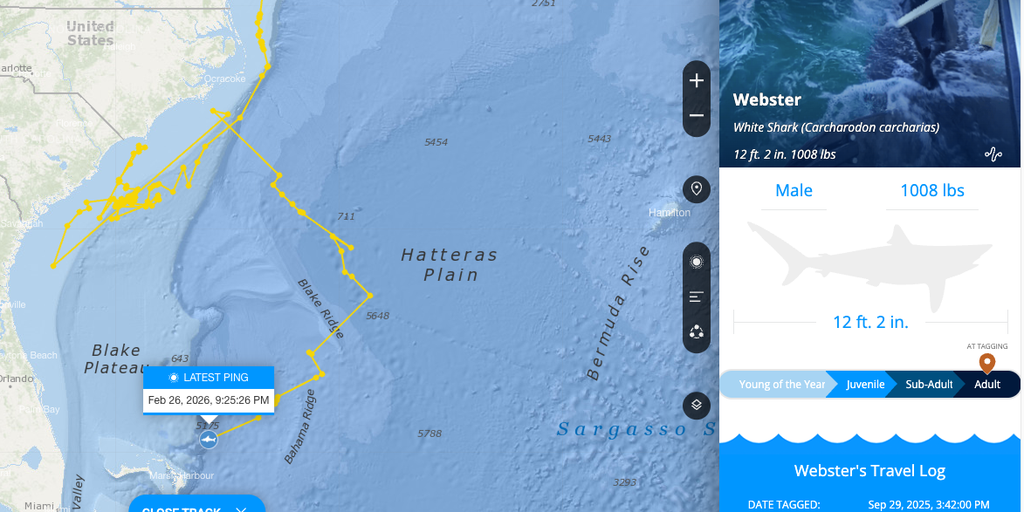 Webster the white shark pings off 400 miles off Florida's space coast