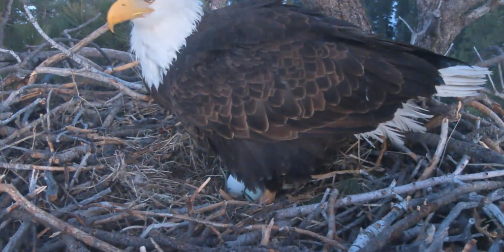 Beloved eagle pair 'Jackie and Shadow' welcome second egg in new clutch after devastating nest attack
