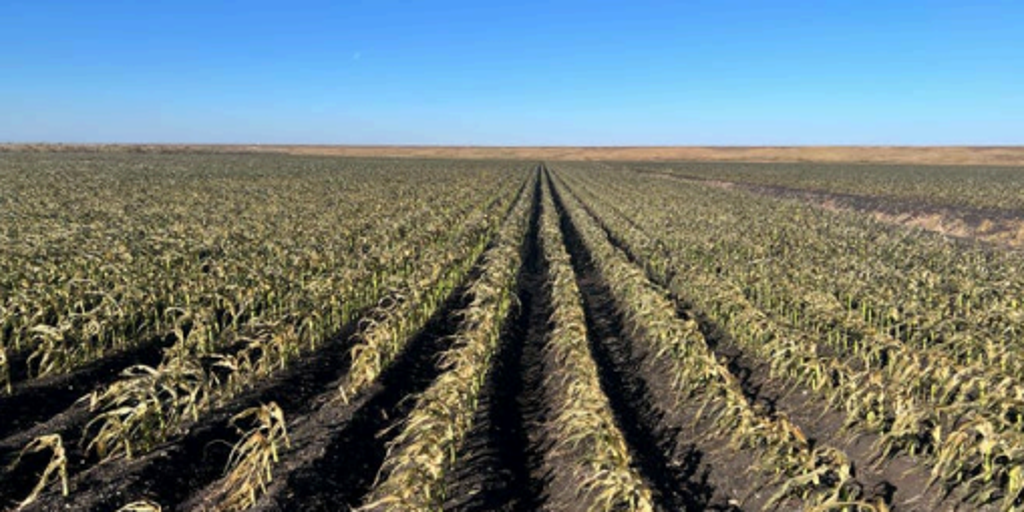 Crippling Florida freezes cost over $3 billion in estimated losses to agriculture