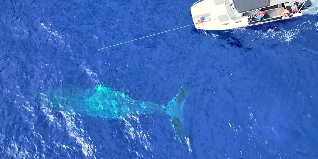 See it: Response team works to study and save humpback whales from disentanglement in Hawaii