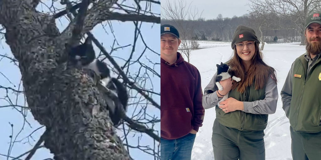 'Saved by compassion': Kittens found abandoned in the freezing cold are rescued and on the mend