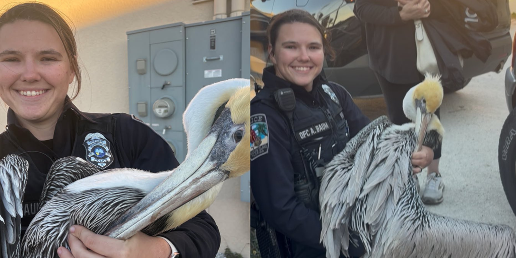Photos: Police officer jumps to the rescue of injured pelican in Florida