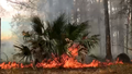 Florida fire danger spikes as 'Extreme Drought' reaches 25-year high, as state of emergency declared - Fox News