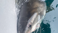 10-Foot white shark pings 'tight to the beach' off North Carolina coast just ahead of spring break - Fox News