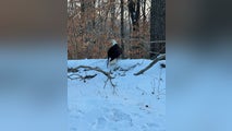 Bald eagle with gunshot wound found in Kentucky state park to be euthanized due to severe injuries