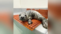 Sleepy grey seal shuts down busy street while taking a nap in New Jersey