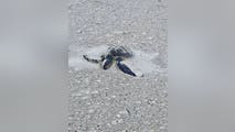 Cold-stunned turtle rescued amid freezing temperatures in Florida