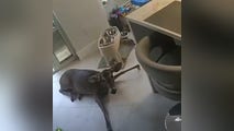 Video: Officers rescue deer gone rogue after jumping through living room window in Florida