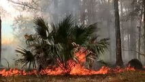 Florida fire danger spikes as 'Extreme Drought' reaches 25-year high, as state of emergency declared