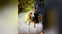 Photos: Hero police dog finds missing 13-year-old amid historic North Carolina snowstorm