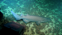 Rare shark spotted by group of college students during nighttime dive off California coast