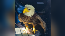 Video: Florida police rescue injured bald eagle on Presidents' Day