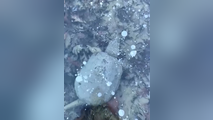 See it: Snapping turtles hibernate in frozen water as they endure 'brumation'