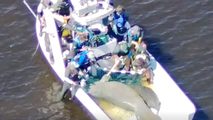 Video: First responders rescue injured manatee mother and calf in South Florida