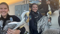 Photos: Police officer jumps to the rescue of injured pelican in Florida