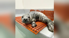 Sleepy grey seal shuts down busy street while taking a nap in New Jersey