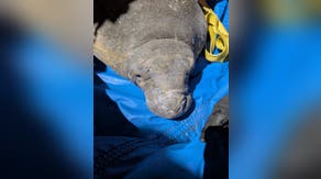 Young manatee trapped in storm drain after seeking warmth from the cold