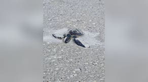 Photos: Police on routine beach patrol rescue unusually cold-stunned animal