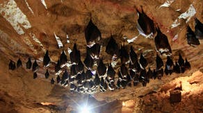 See it: First-of-its-kind bat bridge constructed to safely house plethora of species