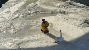 PHOTOS: First responders rescue swan from frozen Connecticut river