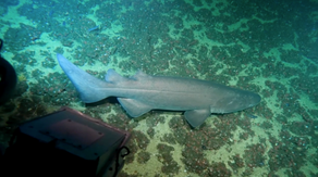 Rare shark spotted by group of college students during nighttime dive off California coast