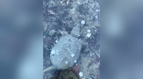 See it: Snapping turtles hibernate in frozen water as they endure 'brumation'