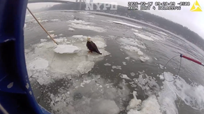 See it: Injured bald eagle floating on ice in Hudson River rescued by NYPD