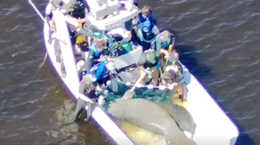 Video: First responders rescue injured manatee mother and calf in South Florida