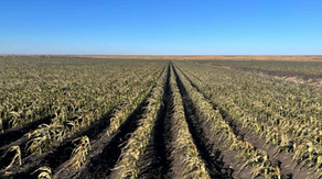 Crippling Florida freezes cost over $3 billion in estimated losses to agriculture