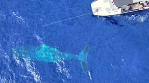 See it: Response team works to study and save humpback whales from disentanglement in Hawaii