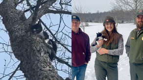 'Saved by compassion': Kittens found abandoned in the freezing cold are rescued and on the mend