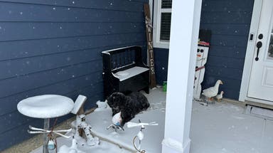 Car crash survivor's dog rescued by Department of Transportation supervisor during winter storm