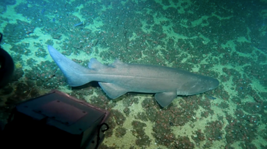 Rare shark spotted by group of college students during nighttime dive off California coast